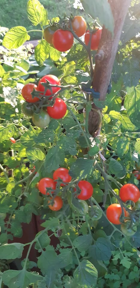 Tumbling Tom Red tomato seeds - photo 4