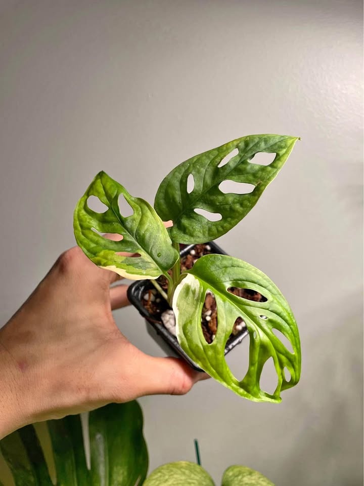 Monstera Adansonii Albo