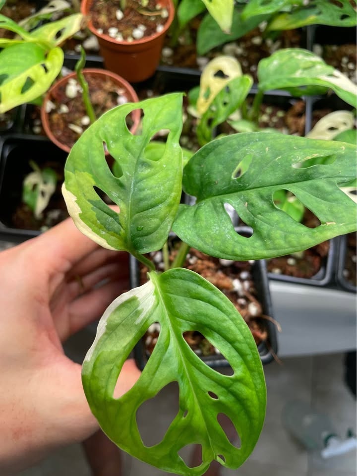 Monstera Adansonii Albo - photo 2