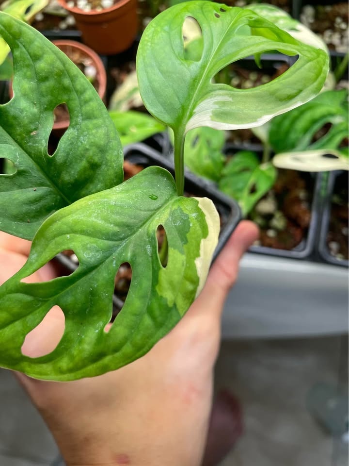 Monstera Adansonii Albo - photo 3