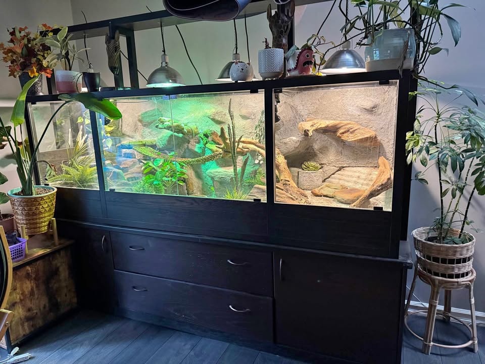 Custom Reptile Enclosure