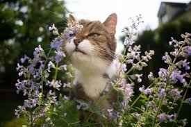 Catnip Seeds - Perennial