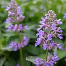 Catnip Seeds - Perennial - photo 2