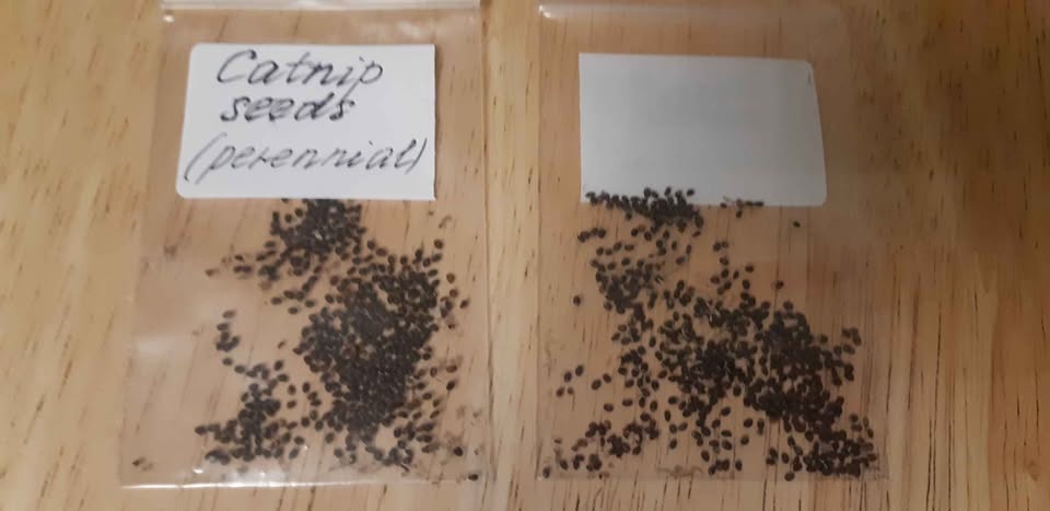 Catnip Seeds - Perennial - photo 3