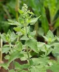 Catnip Seeds - Perennial - photo 4