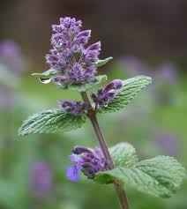 Catnip Seeds - Perennial - photo 5