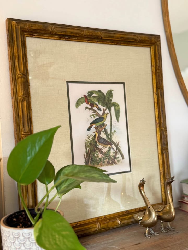 Vintage Framed Bird Print from 1835 - photo 2