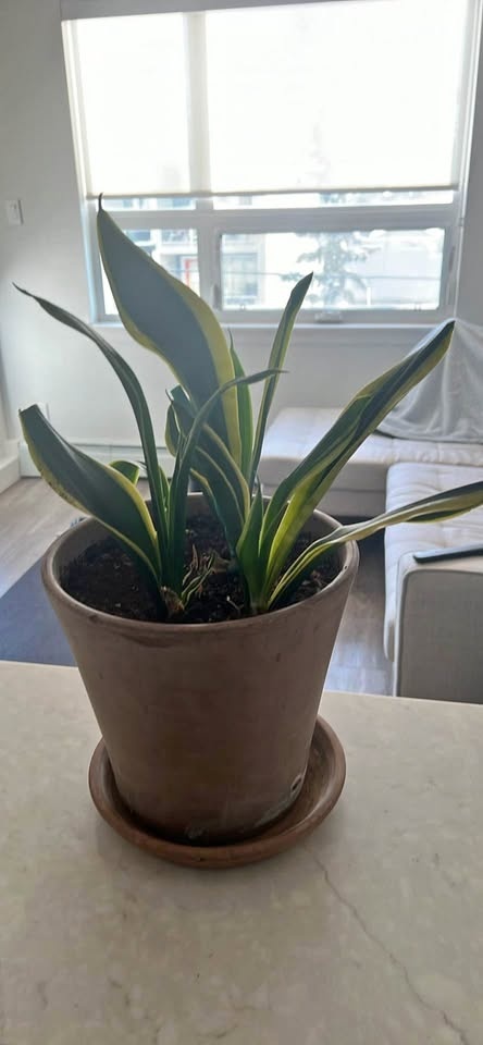 Snake plant with pot