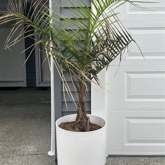 Mule Palm (19 gallon size - 6 ft tall)