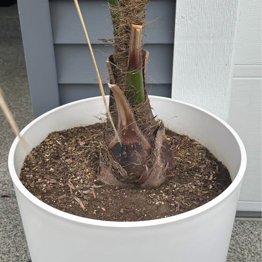 Mule Palm (19 gallon size - 6 ft tall) - photo 2