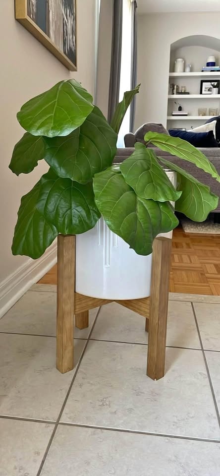 Healthy Ficus Lyrata / Fiddle Leaf Fig 10” pot