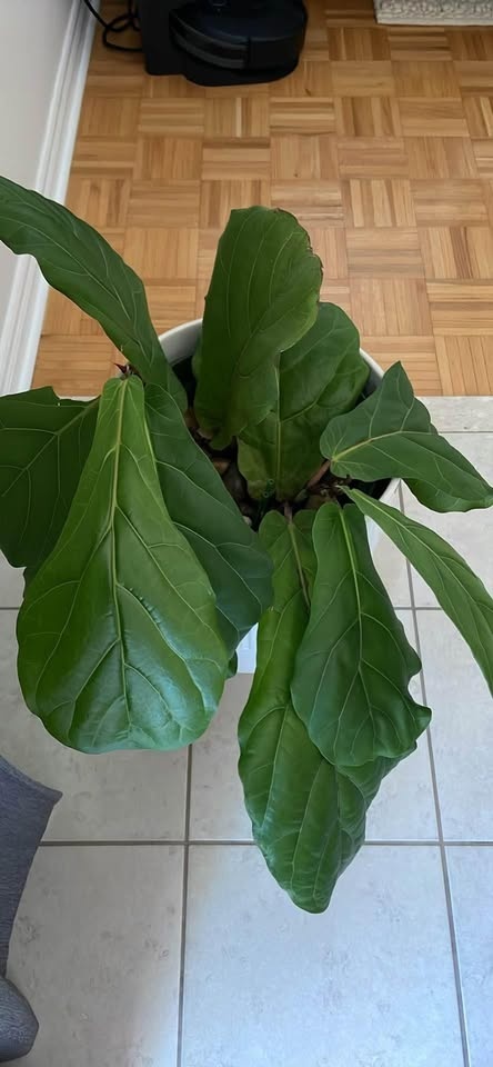Healthy Ficus Lyrata / Fiddle Leaf Fig 10” pot - photo 2