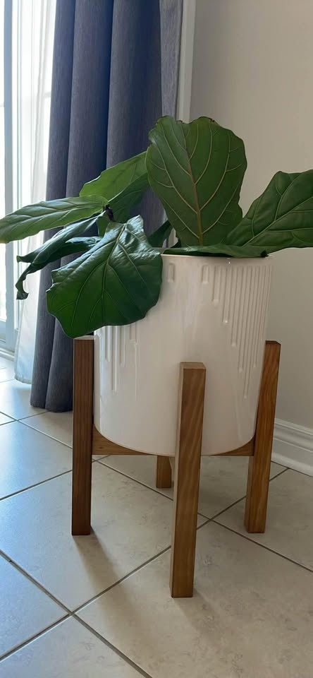 Healthy Ficus Lyrata / Fiddle Leaf Fig 10” pot - photo 3