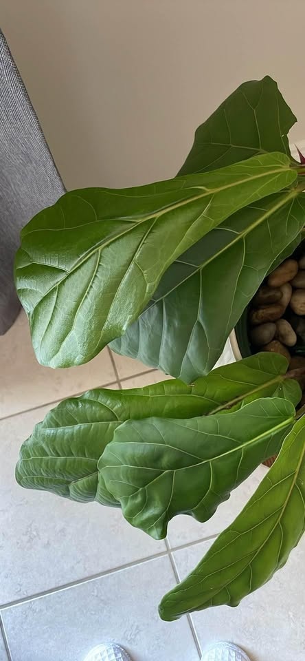 Healthy Ficus Lyrata / Fiddle Leaf Fig 10” pot - photo 4