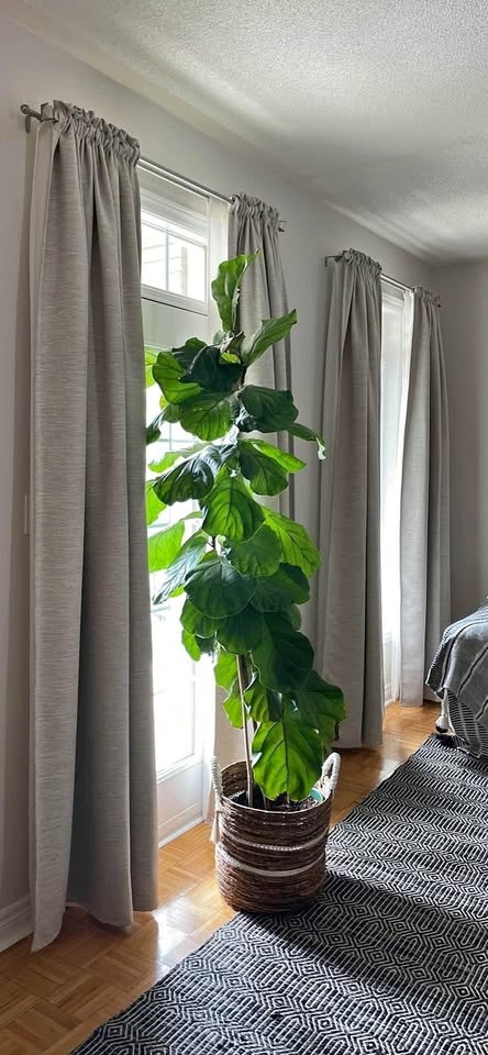 8 Foot Fiddle Leaf Fig Tree in 12" Pot