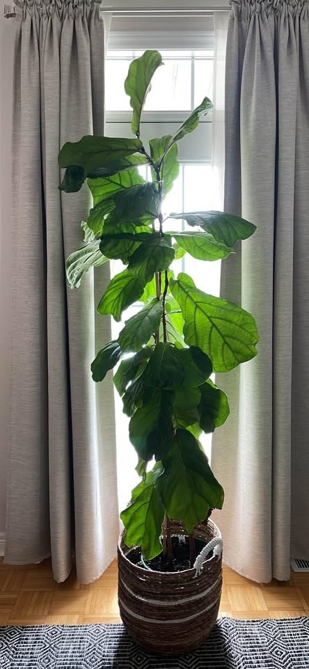 8 Foot Fiddle Leaf Fig Tree in 12" Pot - photo 2