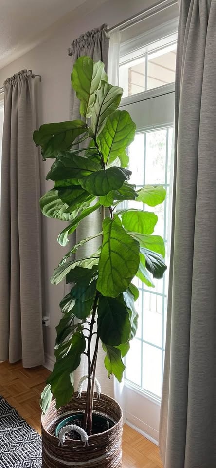 8 Foot Fiddle Leaf Fig Tree in 12" Pot - photo 3