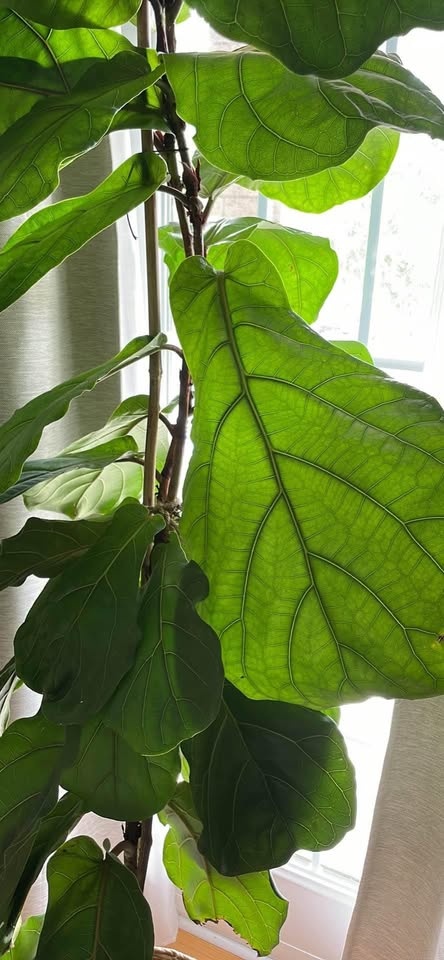 8 Foot Fiddle Leaf Fig Tree in 12" Pot - photo 4