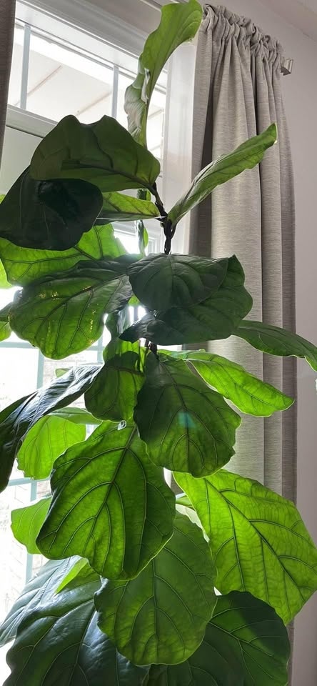 8 Foot Fiddle Leaf Fig Tree in 12" Pot - photo 5
