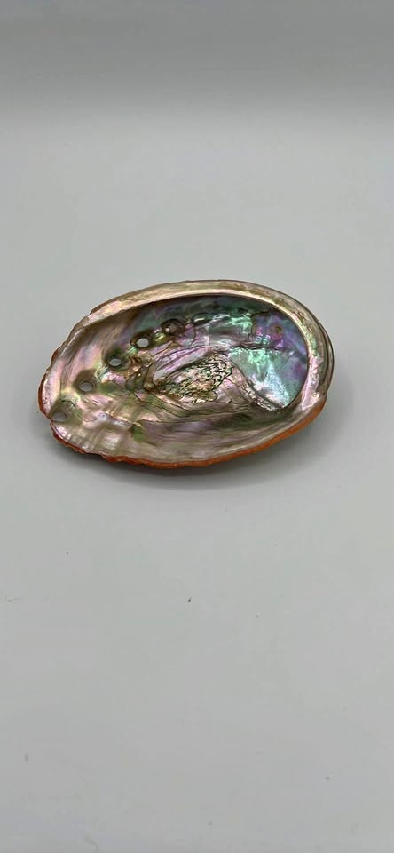 Iridescent Abalone Shell