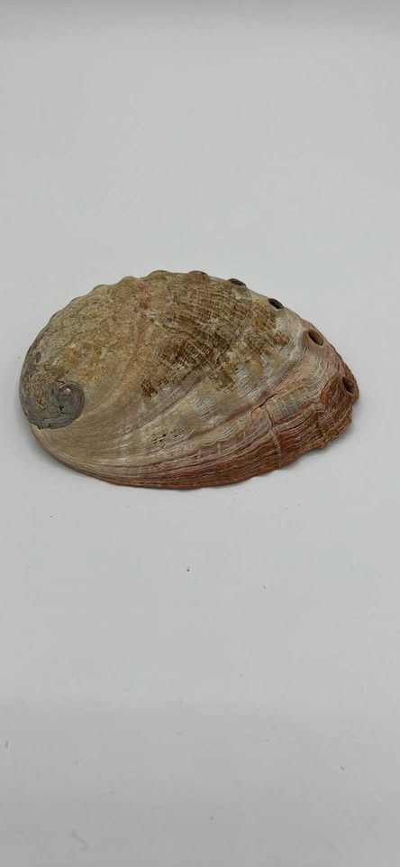 Iridescent Abalone Shell - photo 2