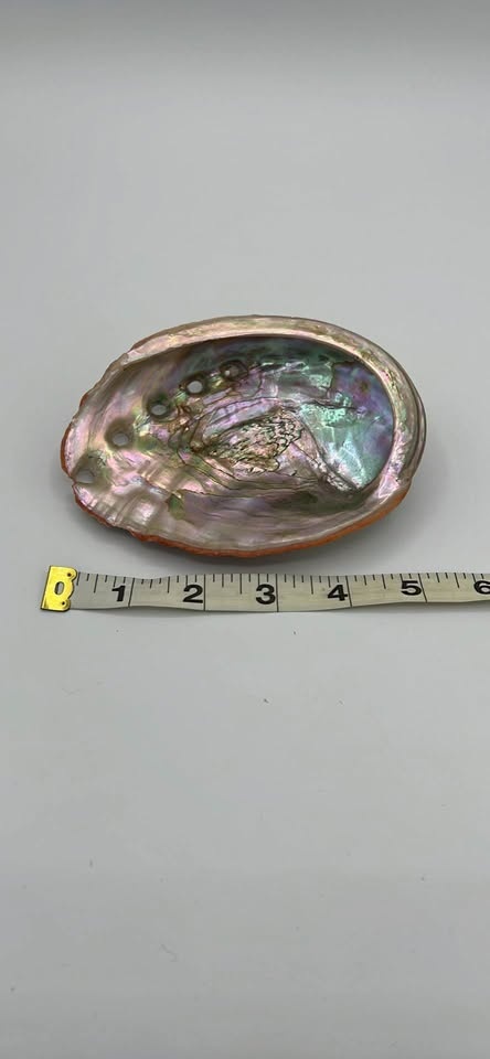 Iridescent Abalone Shell - photo 3