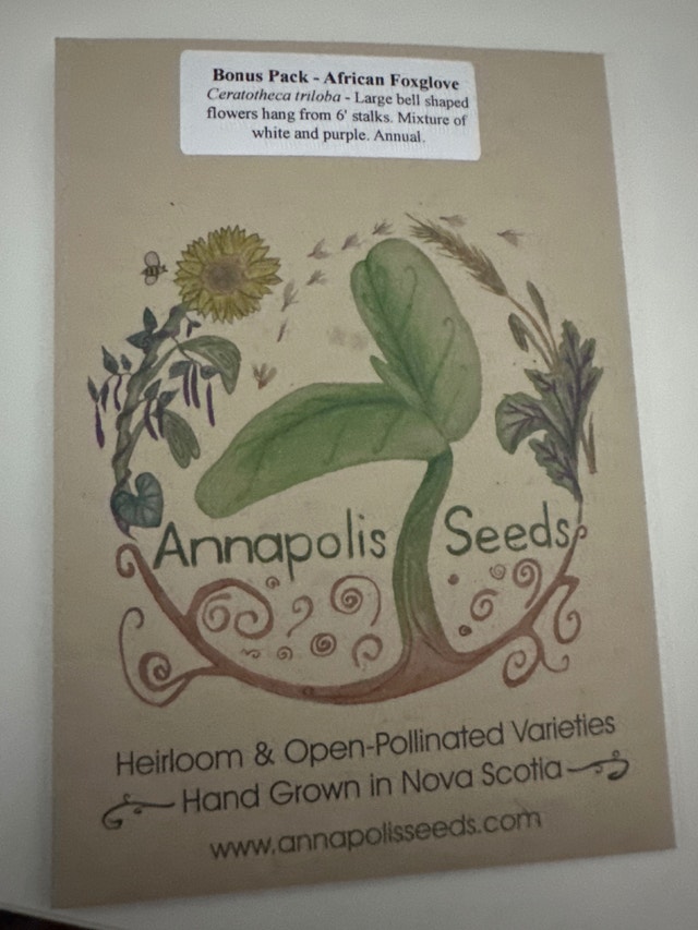 African Foxglove seeds