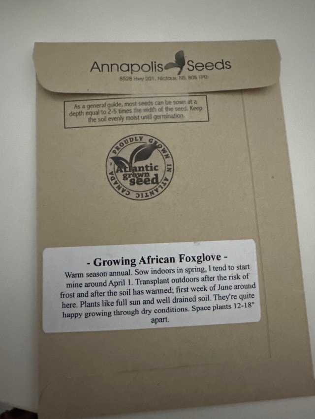 African Foxglove seeds - photo 2