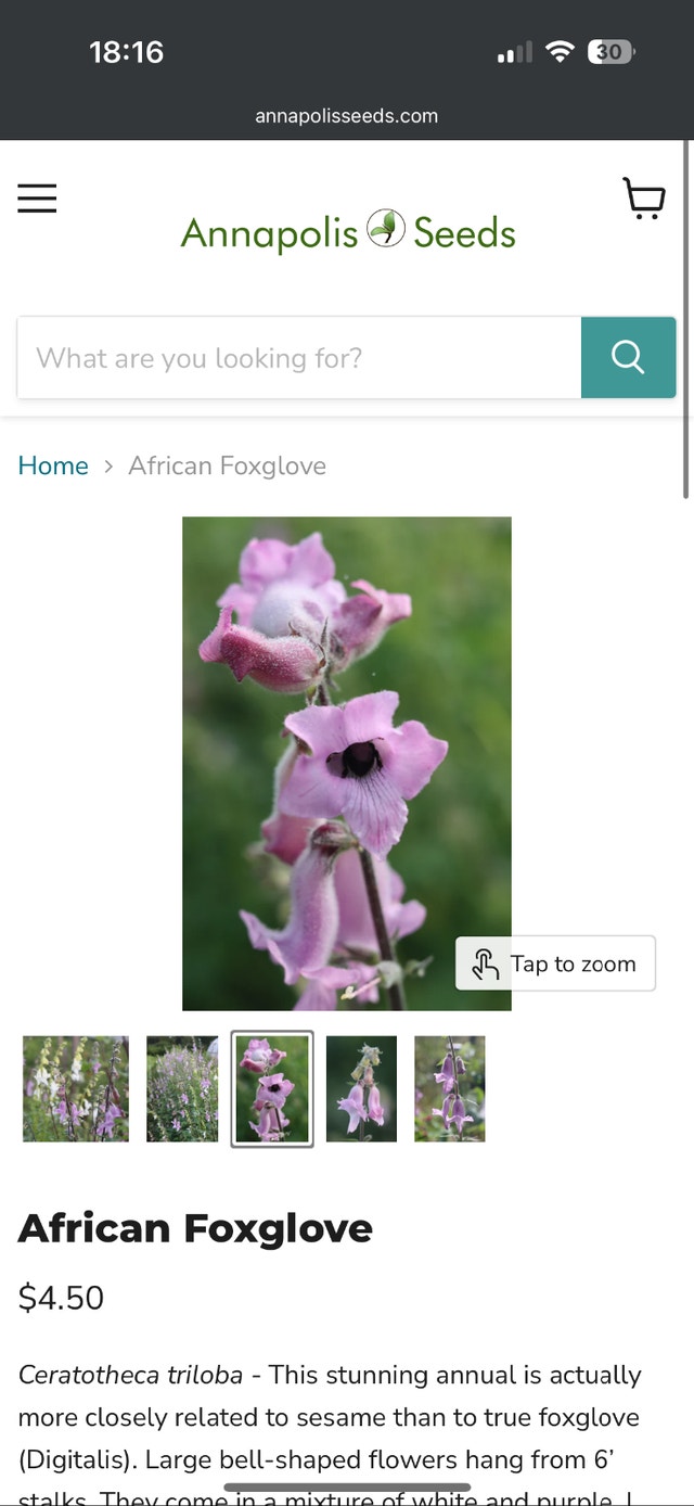 African Foxglove seeds - photo 3
