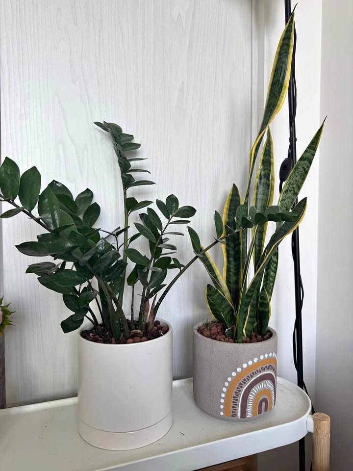 Indoor plants with pots