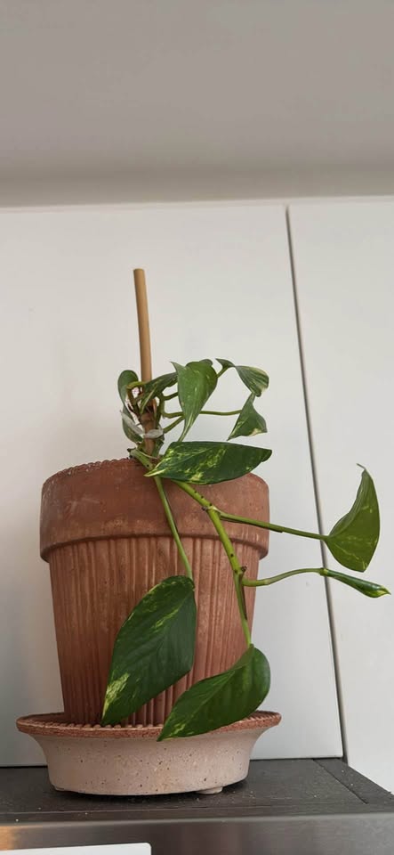 Indoor plants with pots - photo 2