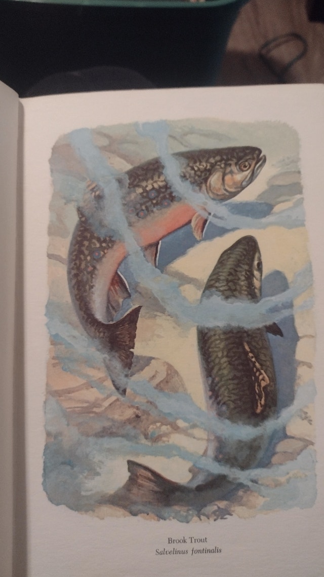 Familiar Freshwater Fish of America - photo 2