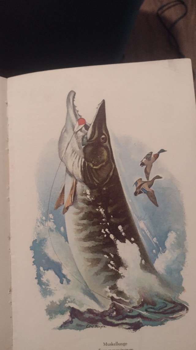 Familiar Freshwater Fish of America - photo 3
