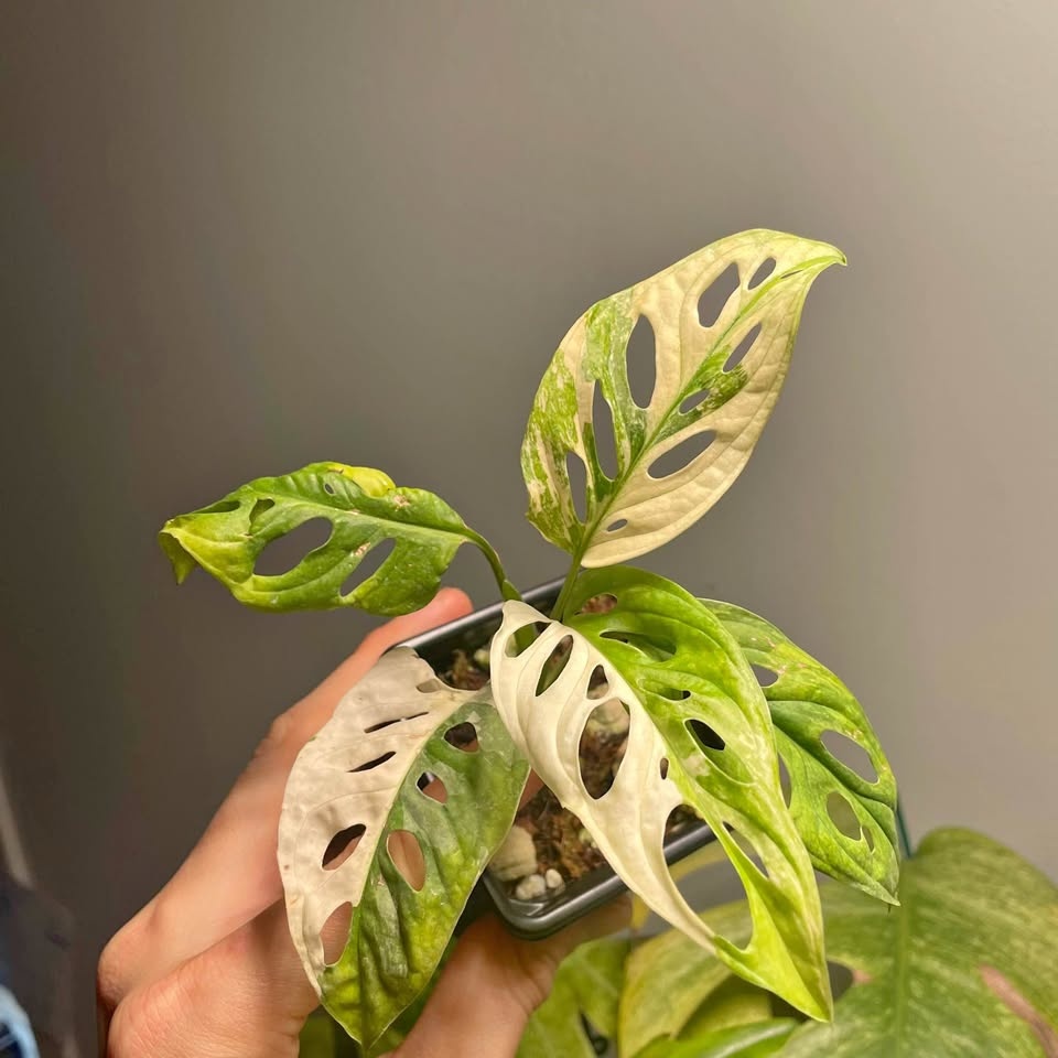 Monstera Adansonii Albo