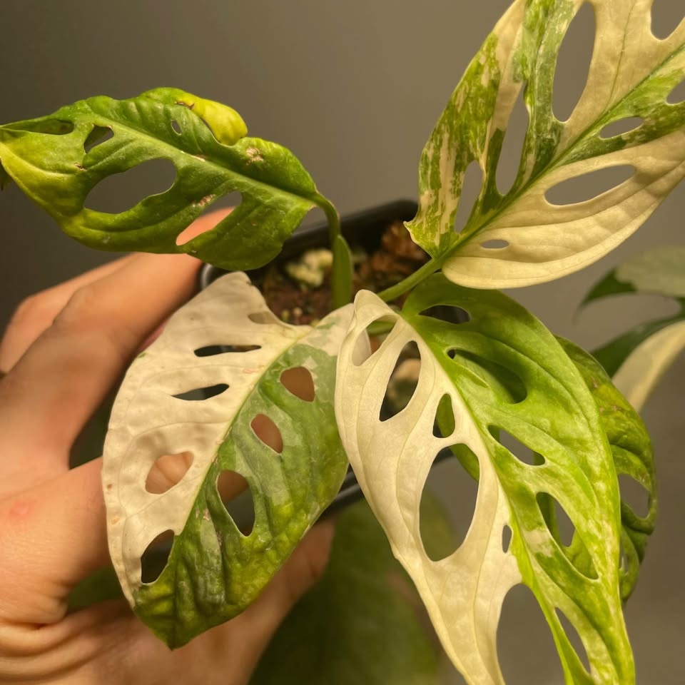 Monstera Adansonii Albo - photo 2