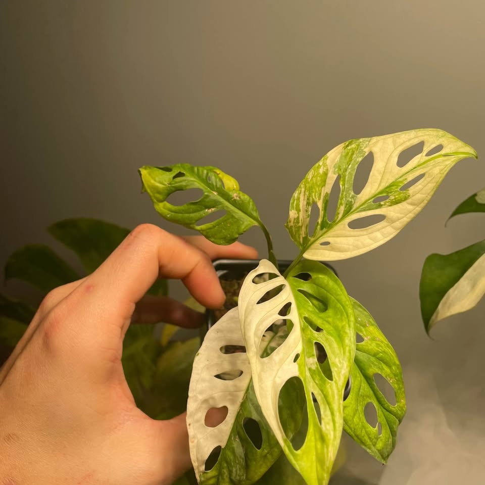 Monstera Adansonii Albo - photo 3
