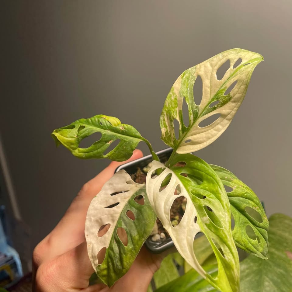 Monstera Adansonii Albo - photo 4