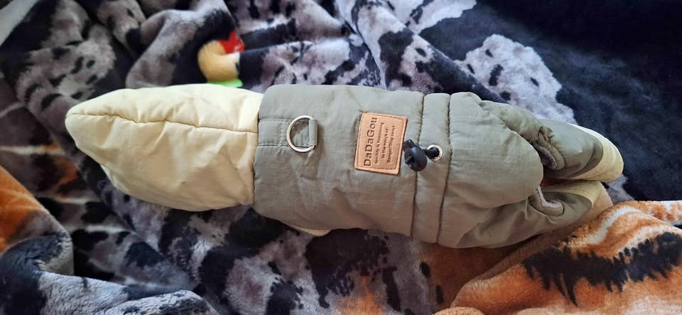 Tiny dog suit