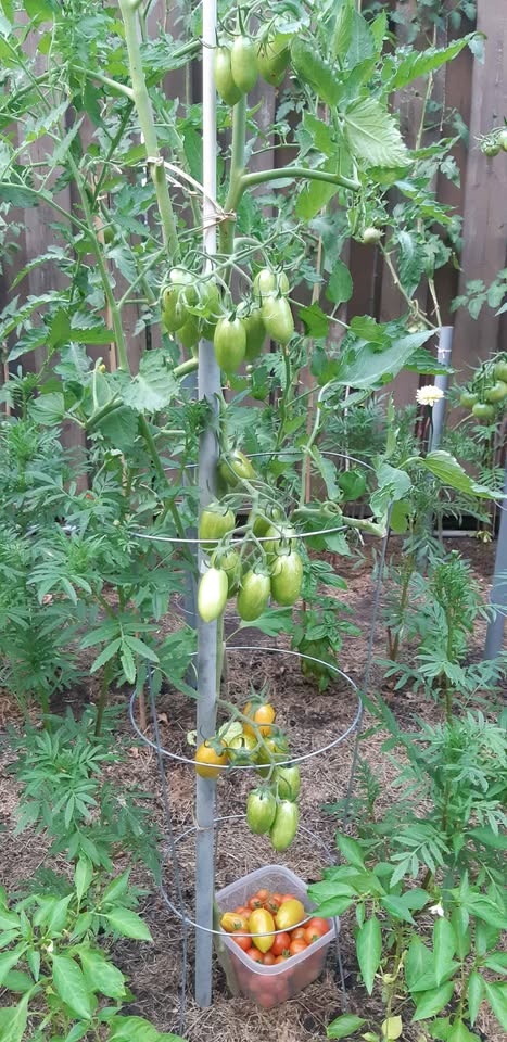 Roma Tomato Seeds - photo 2