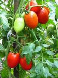 Roma Tomato Seeds - photo 3