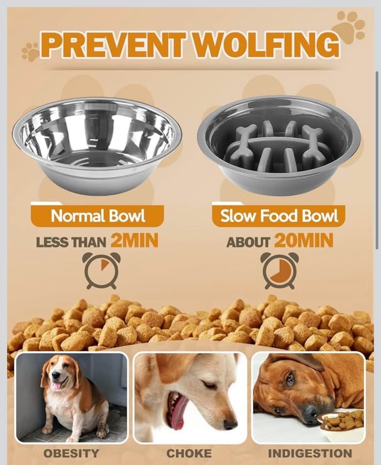 Elevated Dog Bowls with Stand - Gray - photo 4