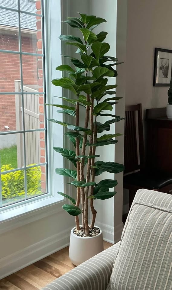 FIDDLE LEAF FICUS TREE, 5FT WITH PLANTER