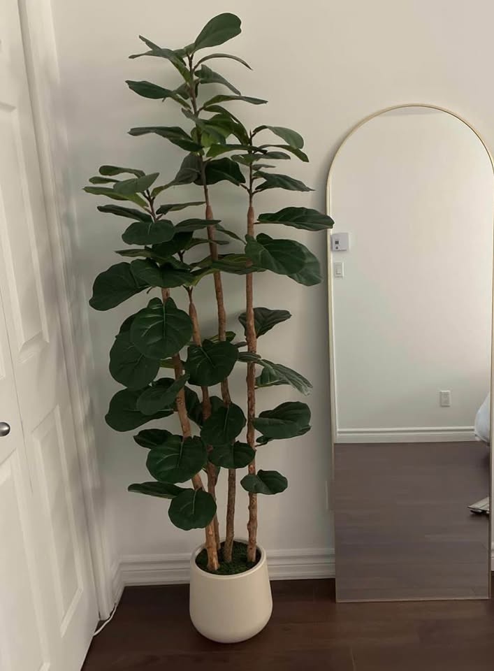FIDDLE LEAF FICUS TREE, 5FT WITH PLANTER - photo 2
