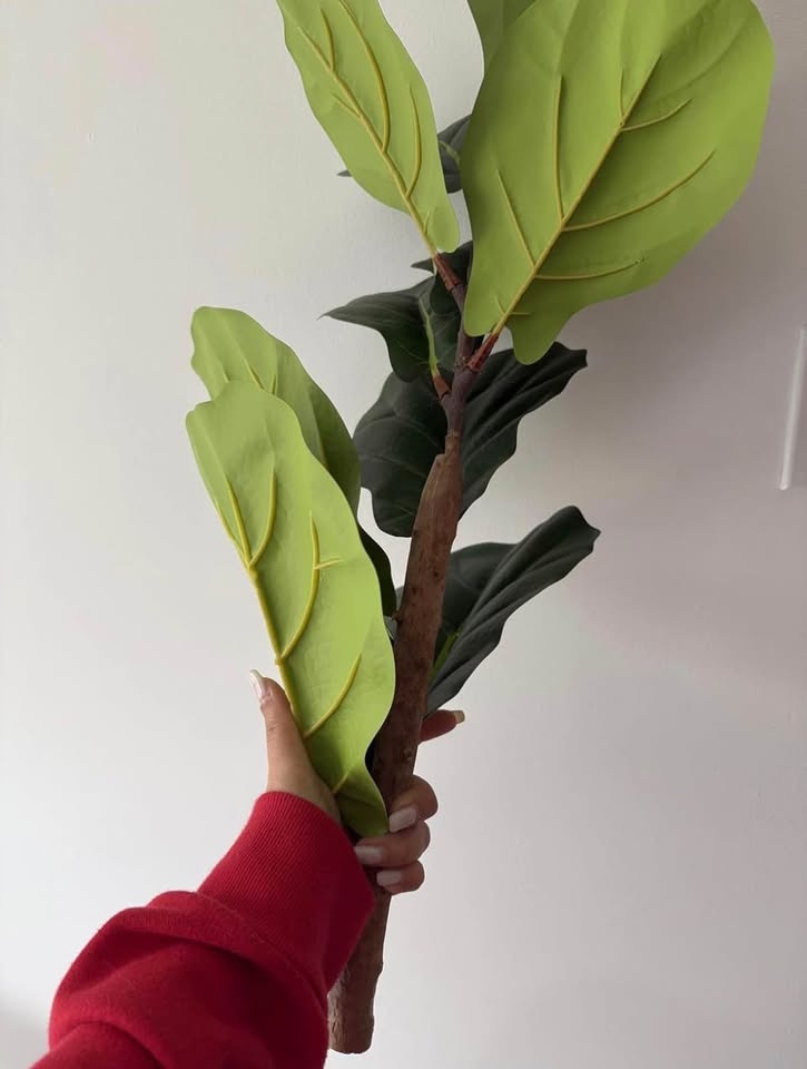 FIDDLE LEAF FICUS TREE, 5FT WITH PLANTER - photo 3