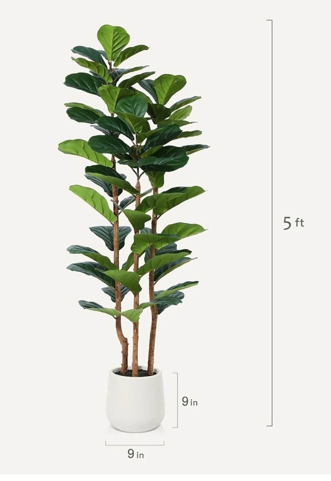 FIDDLE LEAF FICUS TREE, 5FT WITH PLANTER - photo 5
