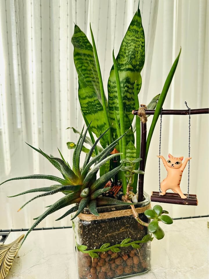 Super Low Maintenance Plants - Buy 1 Get 2nd 50% Off