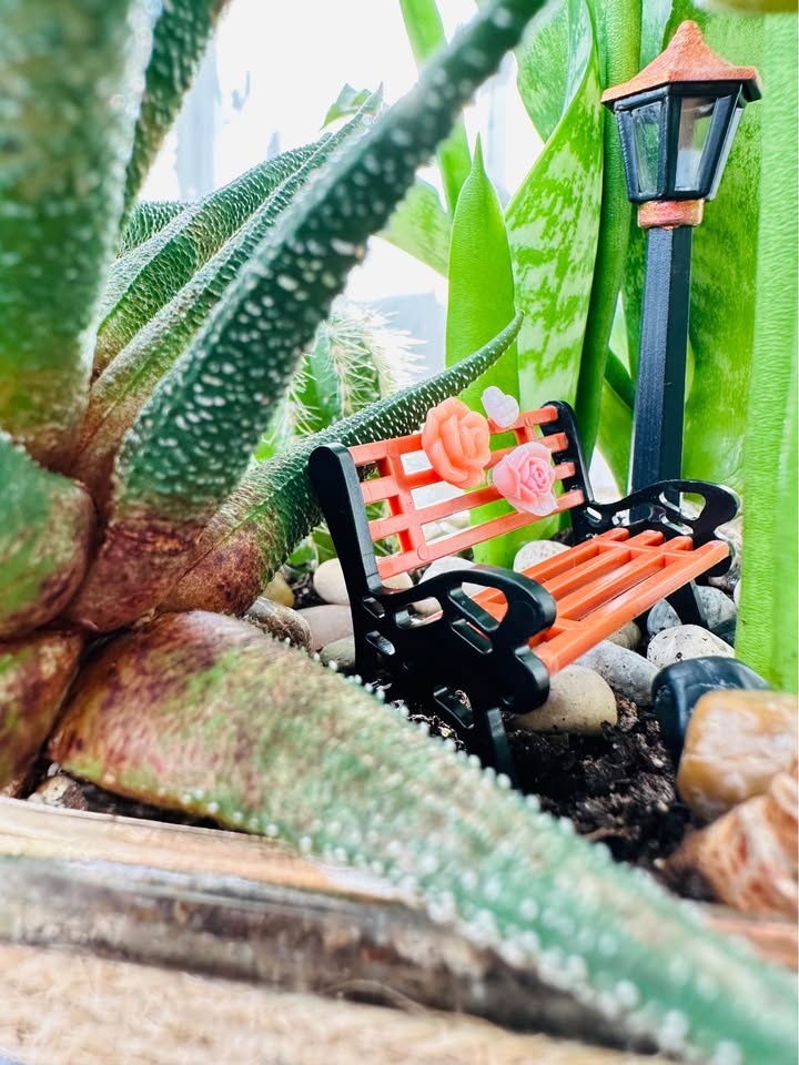 Super Low Maintenance Plants - Buy 1 Get 2nd 50% Off - photo 3