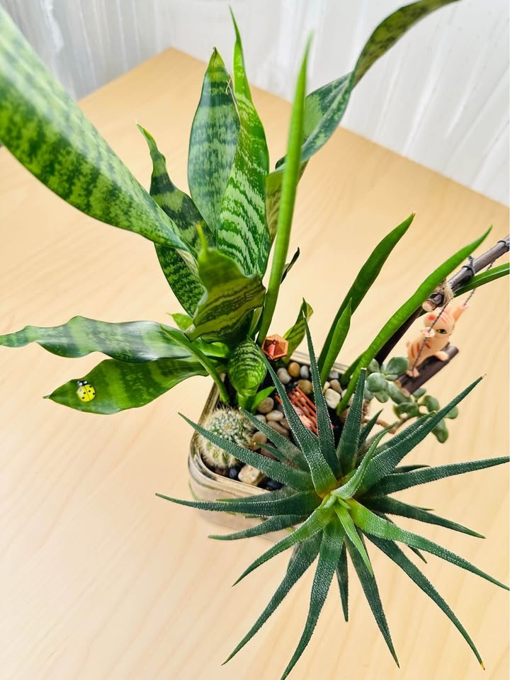 Super Low Maintenance Plants - Buy 1 Get 2nd 50% Off - photo 4