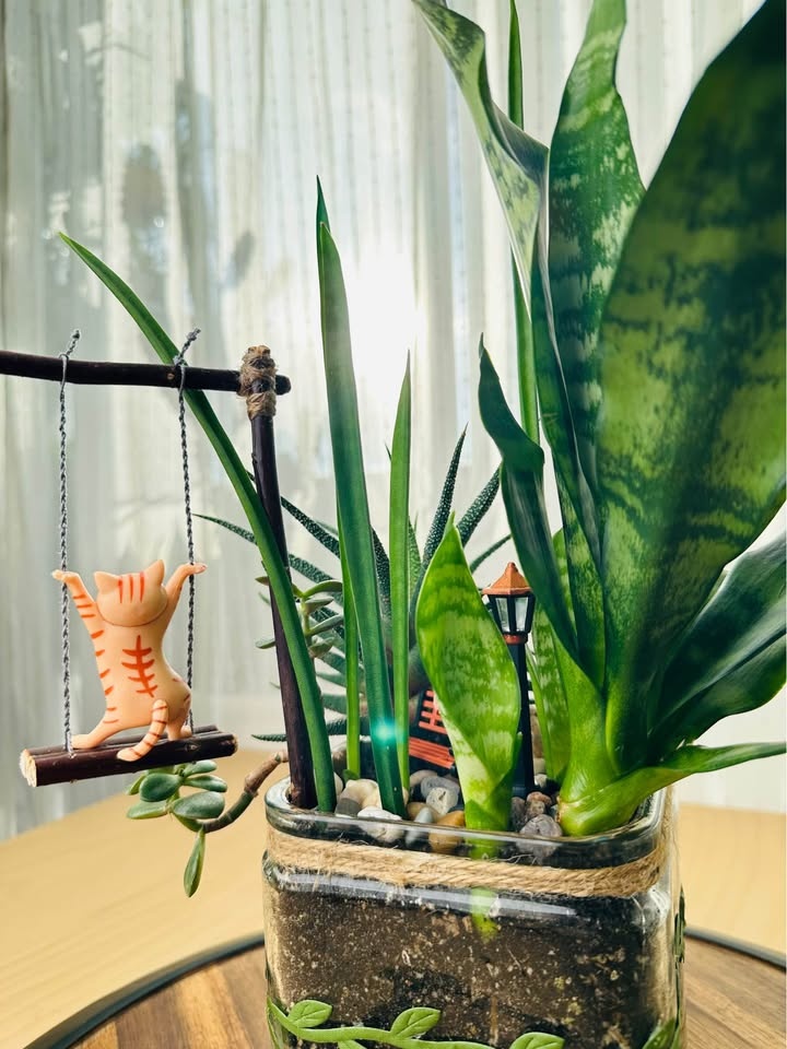 Super Low Maintenance Plants - Buy 1 Get 2nd 50% Off - photo 5