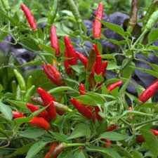 Thai Hot Pepper Seeds 🌶